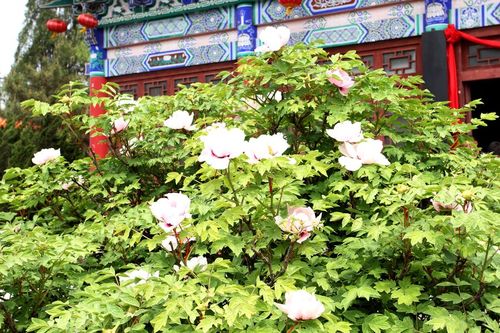 2015古县牡丹节