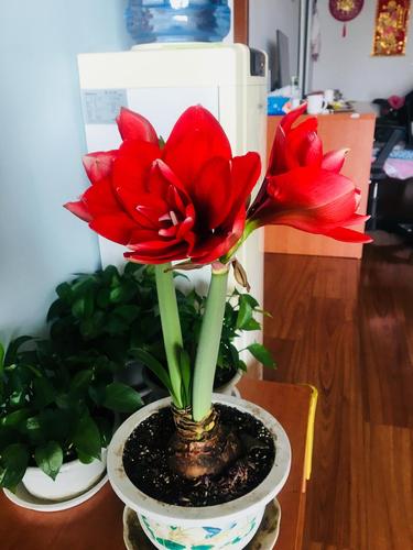 迟来的朱顶红