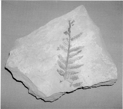 (图为古生代树叶印痕化石 图片来源:鄂尔多斯日报)