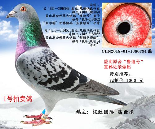 酒泉鸽友 赵春华 引进极致国际种鸽 荣获至诚公棚决赛11名