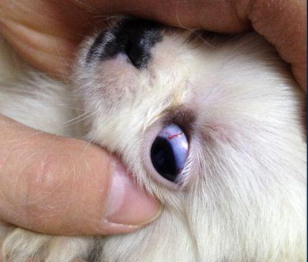 这个是小狗眼里眼线虫么?