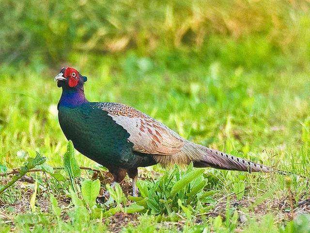 绿雉是日本的国鸟,绿雉也是雉科中单独的一支雉属,仅绿雉与雉鸡两种.