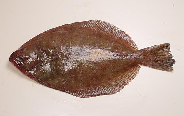 i>paralichthys lethostigma /i>)是牙鲆科,牙鲆属的一种深海底栖鱼类