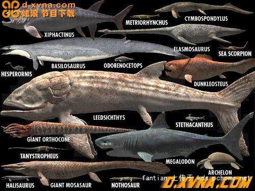 巨齿鲨块头明显更大!