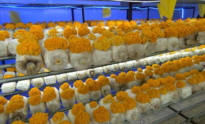 金耳种出好"钱"途 南方珍稀食用菌在古浪县试种成功|种植_网易订阅