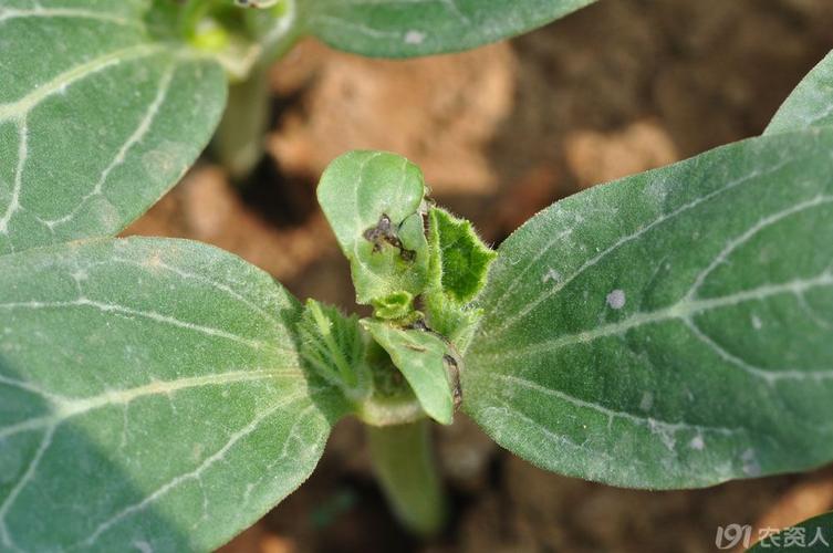嫁接西瓜苗期病害——请大家鉴定