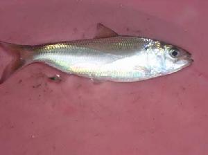 鲥鱼