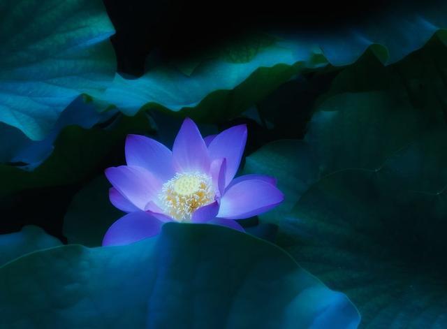 张殿伟手机摄影:荷花—梦之蓝