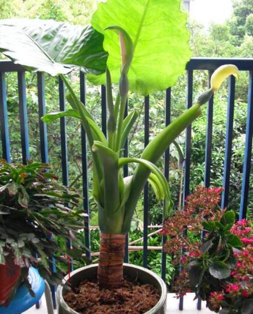 滴水观音开花很难其实并不难仅用点小手段连续开花90天