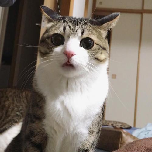 日本网红猫suzume