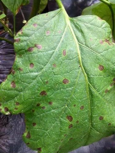 3,茄子早疫病2,西红柿根腐病1,西红柿灰霉病试验证明对根腐病效果也