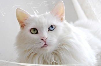 猫咪得了猫瘟,前期症状有哪些?