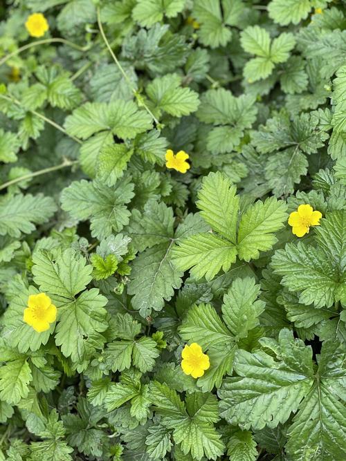 蛇莓 请问是什么花 黄色小花开满一片北京二环护城河