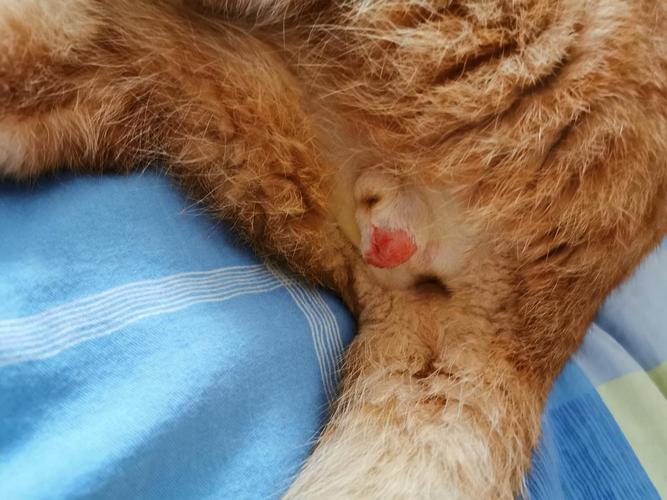 讨论公猫刚做完绝育伤口渗血算正常吗