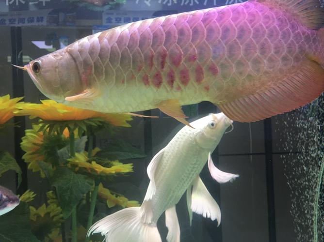 龙鱼生病鳞片充血