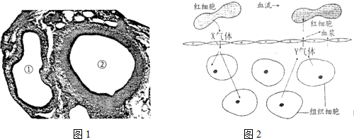 如图中图1是人体内的动脉和静脉的横切面图.图2是人体