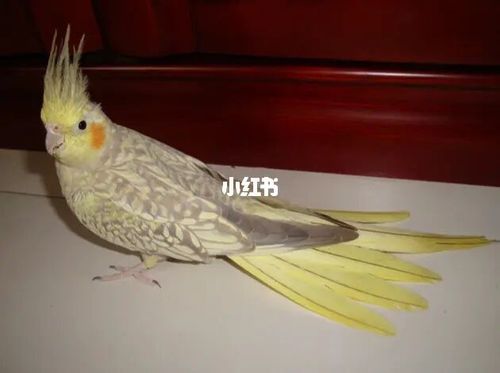 珍珠玄凤_珍珠_红脸_玄凤_鹦鹉_公益攻略_公益_腮红_玄凤鹦鹉_宠物