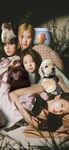 壁纸明星系列之人间仙女blackpink全面屏壁纸