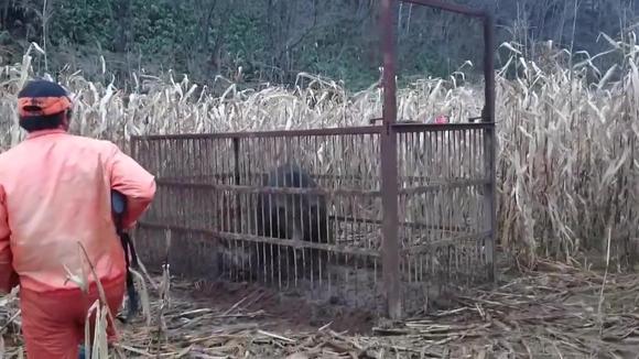 进了野猪笼的黑熊