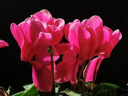 仙客来花单生于花茎顶部,花朵下垂,花瓣向上反卷,犹如兔耳,这估计也是