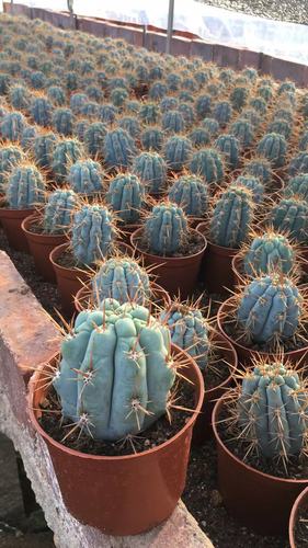 四海园艺 佛塔柱仙人柱蓝色仙人球仙人掌多肉植物稀有稀缺大型