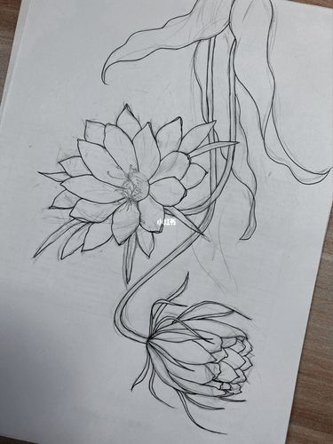 91最近又刷了一遍《香蜜》,看到了里面的昙花,所以搜了好多素材,画