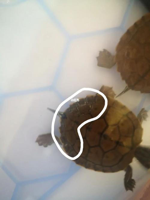 这是腐甲还是正在蜕壳?_乌龟_宠物_宠物其他