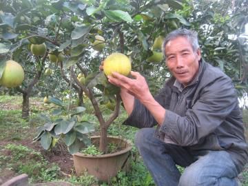 柚子树盆栽怎么栽培与管理