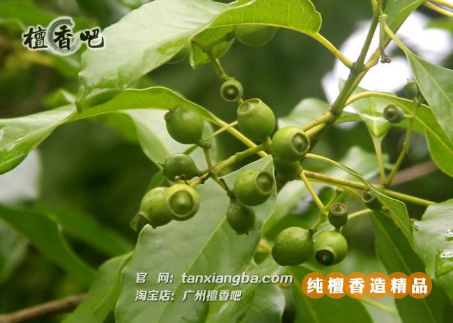 檀香树的果实