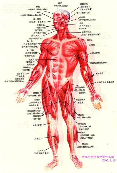 求人体肌肉分布图!谢