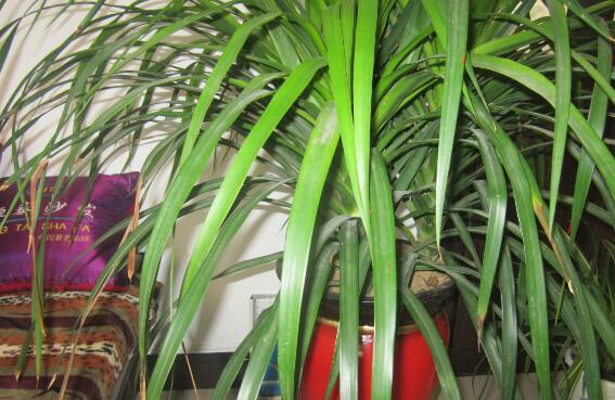 龙血树叶子下垂的原因及解决方法