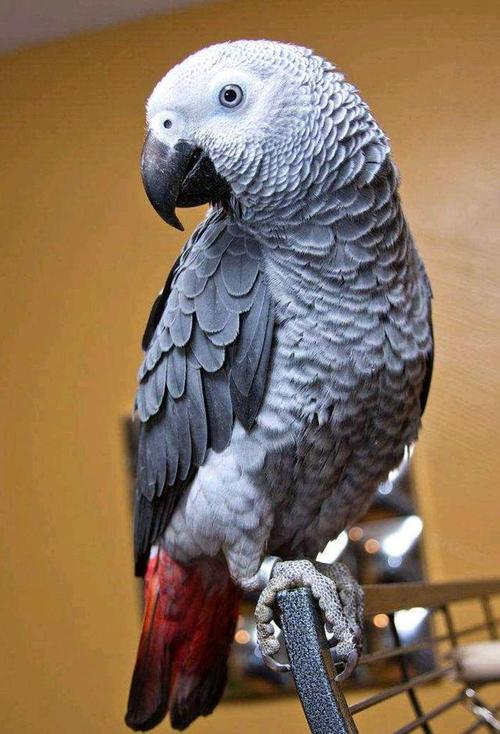 非洲灰鹦鹉