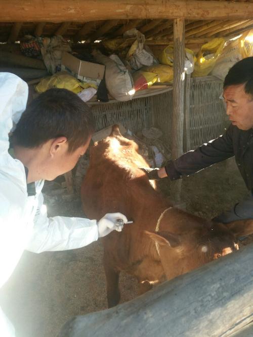 正在给牛注射疫苗