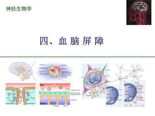 4. 血脑屏障 罗昊澍.ppt 30页