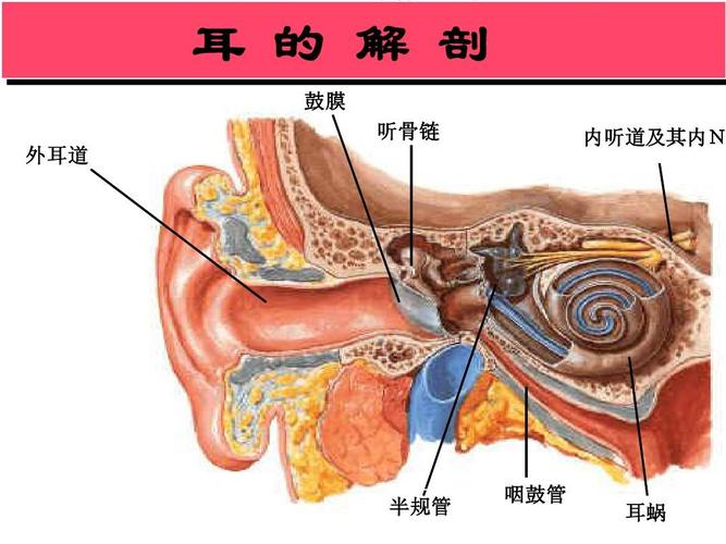 中耳 内听道及其内n 内听道及其内n krq krq 半规管 咽鼓管 1 耳蜗