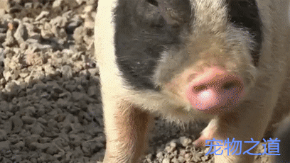 狗狗的这一巴掌把小猪给打懵了:我……本来就是猪啊!你为啥打我?