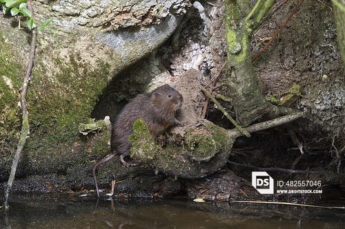 water vole