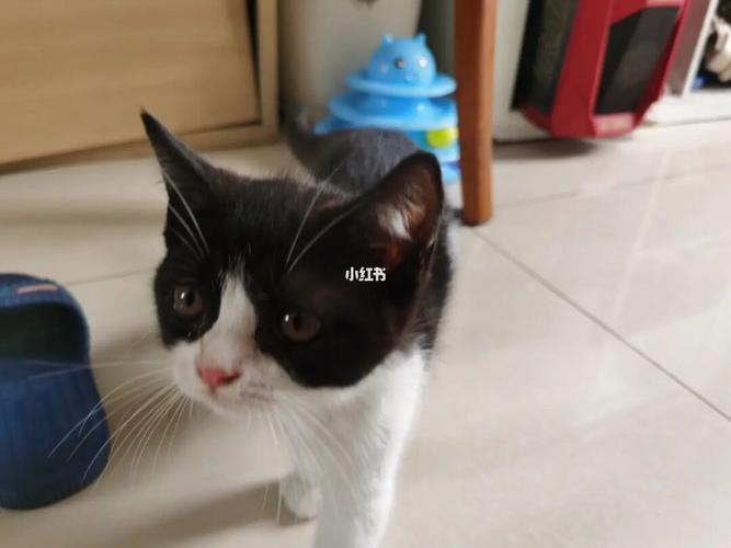 英短小奶牛98_领养_猫咪_猫咪领养_宠物_猫_晒猫