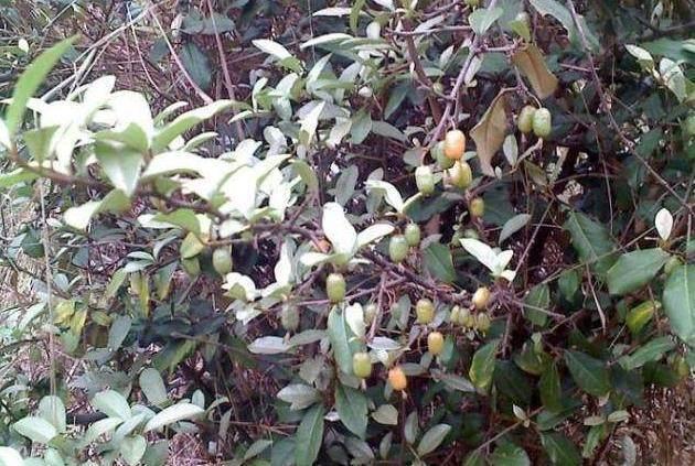 史上最全野果大全你小时候吃过几种很多也是听过没见过