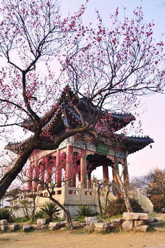 标题:梅花三月