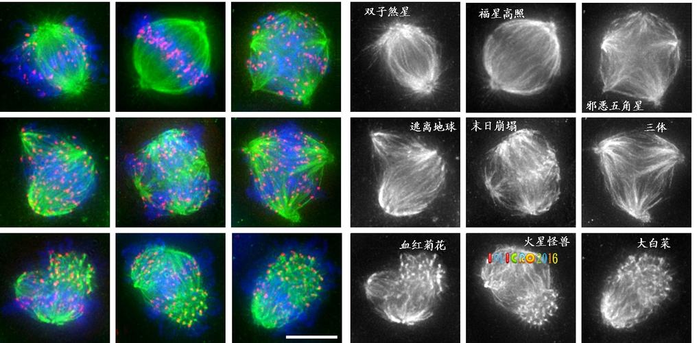 imicro 中国科学技术大学 显微摄影比赛