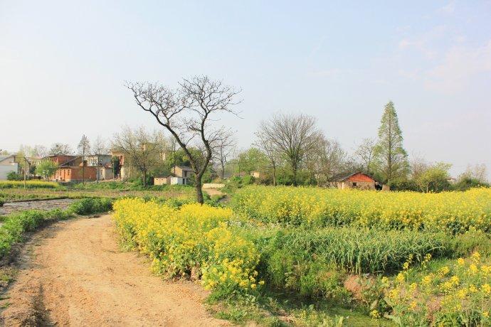 细细欣赏家乡的田园风光,感到清新宜人,无比美丽!