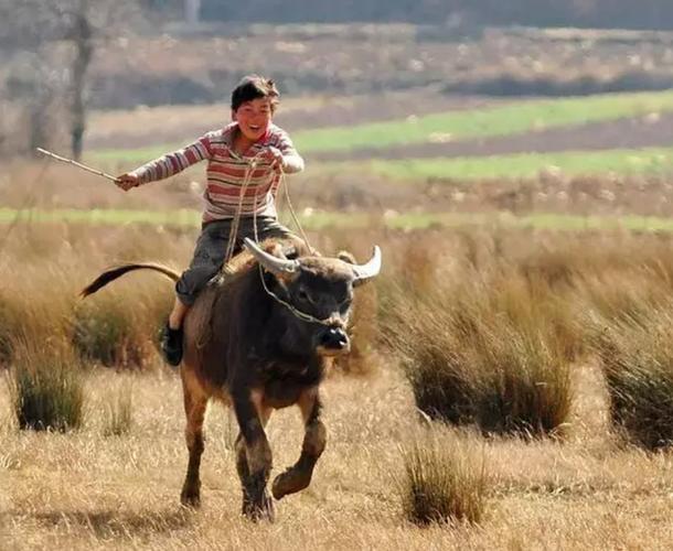 日军隐藏的秘密,被一个放牛娃无意撞破,日军当年阴谋