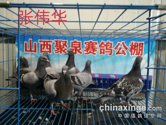 qq 鸽友圈