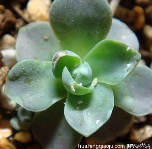 如何鉴别和处理多肉的病虫害?