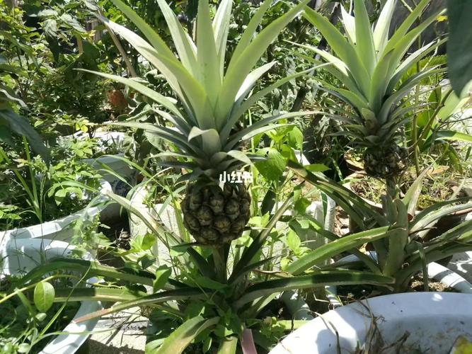 北方人都认为菠萝是长在树上,真是这样吗?