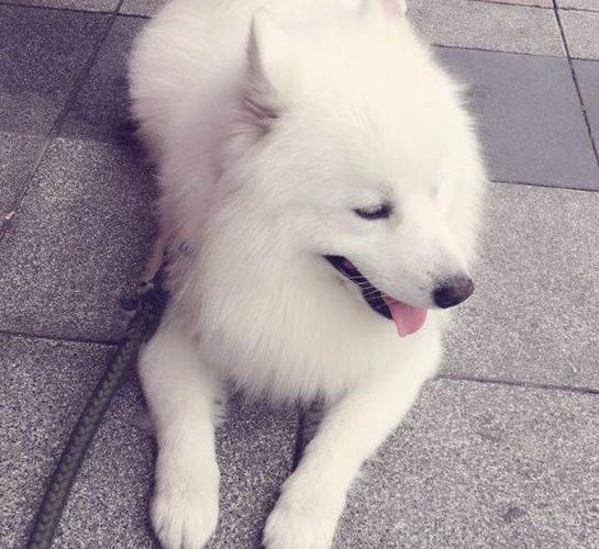 成年萨摩耶犬