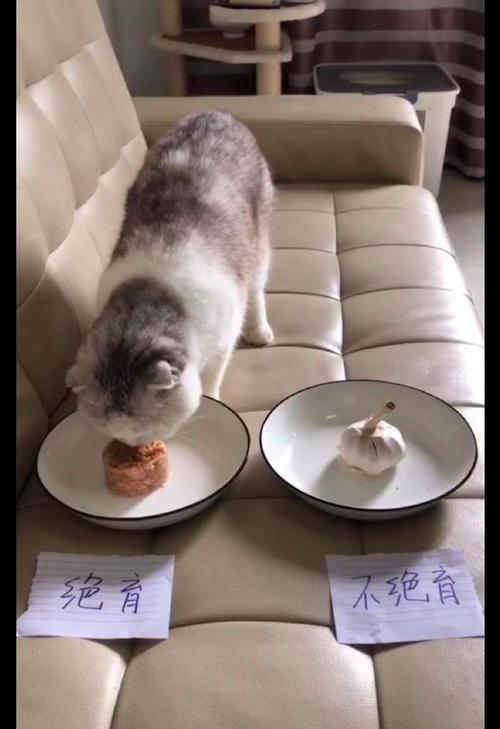 主人让猫咪签承诺书还误导它自己选择做绝育猫你是真的狗