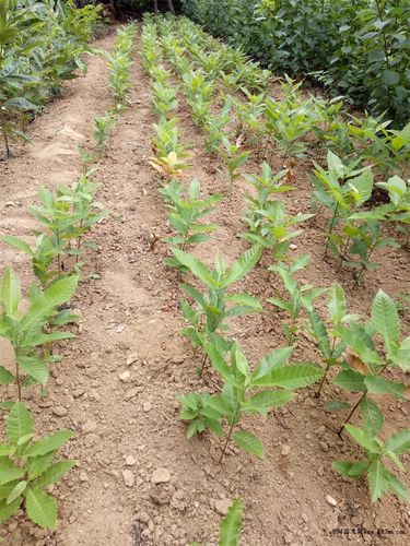 板栗树苗 板栗树苗管理 1公分板栗树苗价格