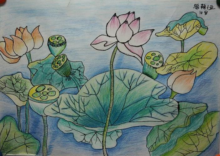 彩铅画池塘荷花